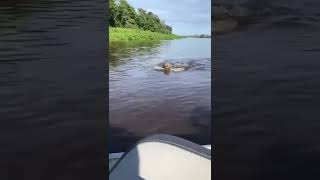 Onça Ataca Morador em sua canoa  Lago do [upl. by Ettevol]