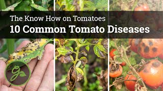 10 Common Tomato Diseases [upl. by Lahtnero931]