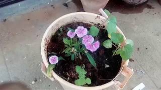 How to propagate Dianthus using stem cuttings and seeds [upl. by Yrrol616]