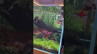 Life of an aquarist aquarium fish fishingvideo shortsvideo rek fishing [upl. by Akinuahs967]