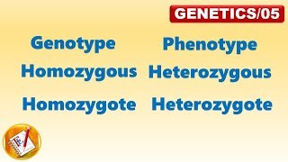 Genotype Phenotype Homozygous Heterozygous Homozygote Heterozygote FLGenetics05 [upl. by Fidole]