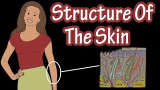 Structure Of The Skin  Layers Of Skin  Types Of Skin  Types Of Skin Cells  Integumentary System [upl. by Adaven140]