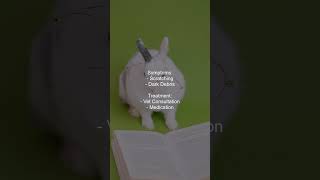 How do I treat ear mites in Netherland Dwarf Rabbits [upl. by Idoc]