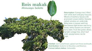 Bois makak plants nature endemic mauritius tree [upl. by Boland]