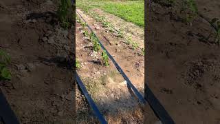 drip hose irrigation system irrigation kits winder shorts instagood tips farmer lawn crop [upl. by Franck]