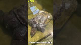 Giant soft shell turtle feeding  Labilabi makan [upl. by Jago]