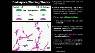 Exercise 4 AcidFast Endospore and Capsule Stains [upl. by Anitnahs241]