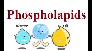 Phospholipids  2024 foryou biochemistry science [upl. by Adnorat]