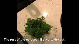 How To Boiled Cerasee Bush “Creasee Tea” [upl. by Tomasine]