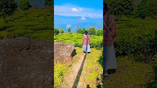 tea garden darjeeling travel trending darjeelingtourism viralvideo love nature [upl. by Stannwood]