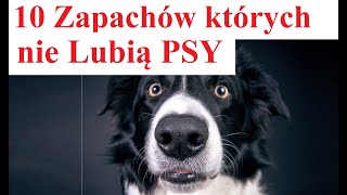 10 Zapachów których nie Lubią PSY [upl. by Waylan]