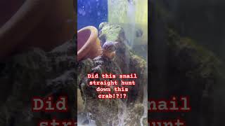 Exotic Snail Hunts Down and Devours Exotic Crab WTF [upl. by Shirlie]