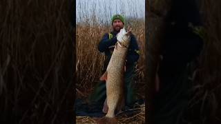 Adam Caulfield with a HUGE pike whilst out using the Holy Mackerel North Atlantic [upl. by Anana160]