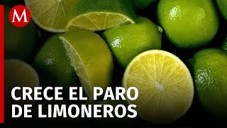 Se extiende paro de limoneros a Apatzingán como forma de protesta [upl. by Adnolor]