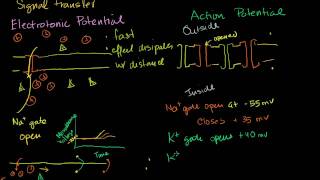 Electrotonic and Action Potentials [upl. by Noyrb]