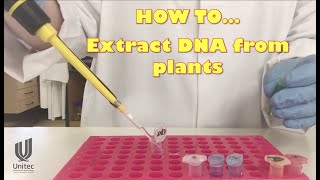 HOW TO extract plant DNA [upl. by Harri]