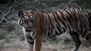 Tiger Kids Chota Matkasur Tadoba Andheri [upl. by Inalem908]