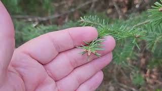 ID that Tree Balsam Fir [upl. by Aunson204]