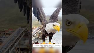 Kind people saved an eagle with a broken wing from drowning and then animalshorts eagle [upl. by Maharg665]