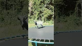 Billy goat playing on the trampoline [upl. by Jami]