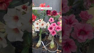 Rare Adenium Plants online Shopping 🪴 adw adenium plants garden [upl. by Vijnas]