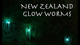 New Zealand Glow Worms Arachnocampa luminosa 🇳🇿 [upl. by Elatnahs]