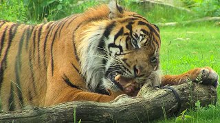 Het voeren van de tijgers  Burgers Zoo Natuurlijk  Arnhem [upl. by Craig]