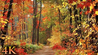 11 HOURS of 4K Enchanting Autumn Nature Scenes  Relaxing Piano Music for Stress Relief [upl. by Senzer]