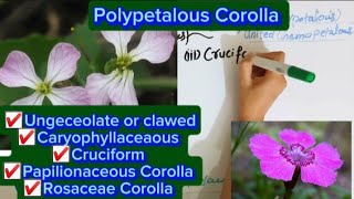 Polypetalous conditionUnguiculateCaryophyllaceaousCruciformRosacaousPapilionaceous Corolla [upl. by Ilera]