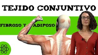 Células del tejido conjuntivo 💪 fibroso y adiposo [upl. by Tremaine202]