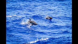 Snorkling with Dolphins and You in Yokohama Bay  Oahu Hawaii [upl. by Lanaj553]