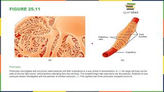 Chapter 25 The Urinary System Notes  Part 2 [upl. by Orutra420]