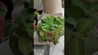 Best flowering hanging plants  Episcia plant [upl. by Ayaros]