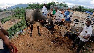 VANIYAMBADI COWMARKET TIRUPATTUR [upl. by Aiuqcaj]