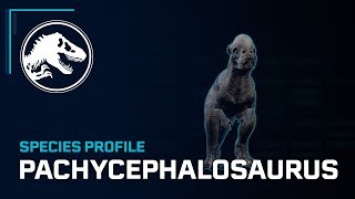 Species Profile  Pachycephalosaurus [upl. by Darrell787]