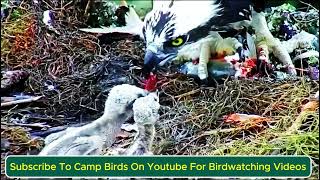 Meet Birds Baby and Mom The Ultimate Adventure of Feathered Family Fun 🐦❤️ [upl. by Ahsoyek]