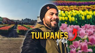 El AMOR por los TULIPANES en HOLANDA🌷❤️ DIA del TULIPAN en AMSTERDAM  No me lo esperaba [upl. by Orose]