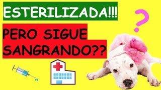 DESPUES DE ESTERILIZAR A UNA PERRA SIGUE SANGRANDO [upl. by Lewert777]