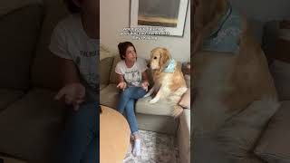 he’s like “and then what happened” dogshorts goldenretriever puppy dogs puppies funnyvideos [upl. by Amarillis437]