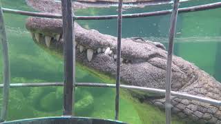 Crocodile Cage Snorkelling  Oudtshoorn South Africa [upl. by Derf]