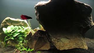 Tank Ready for Killifish Breeding 92324 [upl. by Vassaux]