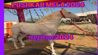 Pushkar mela 2024 [upl. by Sletten]