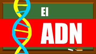 ¿Cómo funciona el ADN ✅✅✅ Ácido Desoxirribonucleico [upl. by Zach]