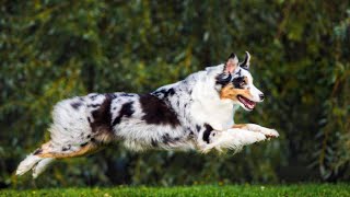 The Difference Between Australian Shepherds and Australian Cattle Dogs [upl. by Federico448]