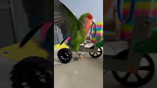 Bird Training  Smart lovebird Parrot  Smart Little Cute Parrot training smartparrot cute [upl. by Leirrad]