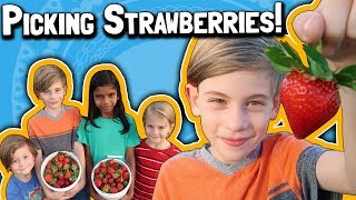 Picking Strawberries 🍓  Local YouPick Family Farm  Buy LOCAL  How to Support Local Farms [upl. by Marice]