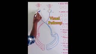 Visual Pathway Anatomy [upl. by Greg78]