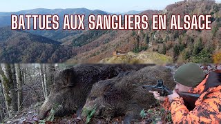 Chasse aux sangliers en AlsaceLe poste en OR Tirs de 3 sangliersDruckjagtBoar Hunting [upl. by Nirro744]