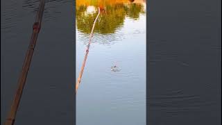 Hook fishing video fishing [upl. by Mayap674]