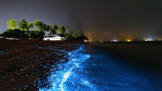 Magical moments in the Maldives  Bioluminescence [upl. by Annoyi]